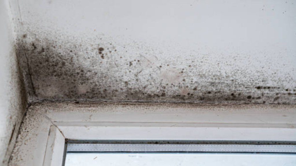 Preventing Future Mold Growth